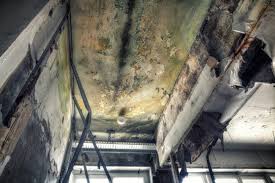 Why You Should Choose Our Mold Remediation Services in Duncanville, TX